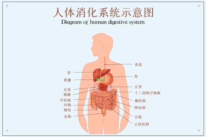 攝圖網(wǎng)_401809047_人體消化系統(tǒng)示意圖（非企業(yè)商用）.jpg